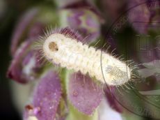 Голубянка-арион_гусеница_II_3